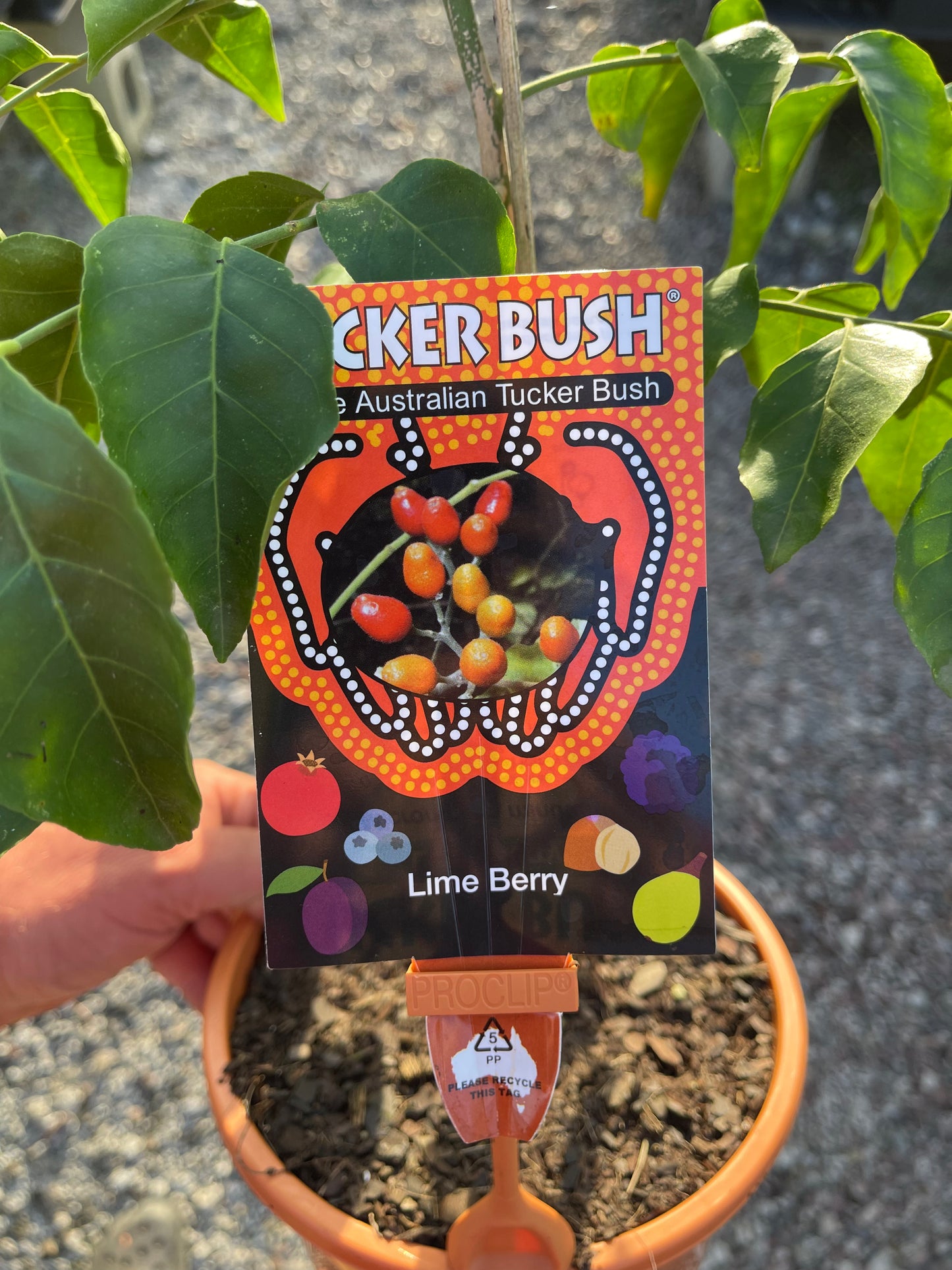Lime Berry - Micromelum minutum