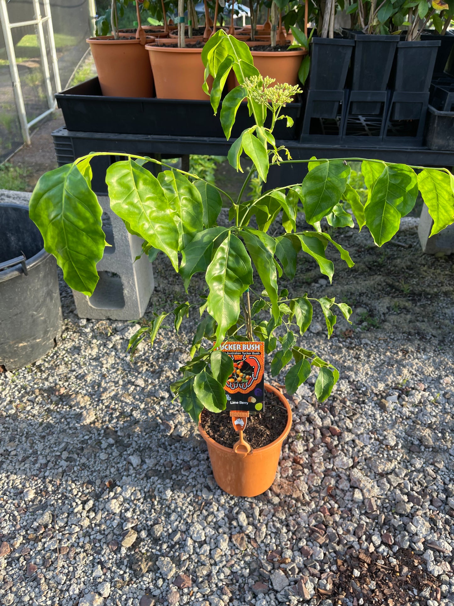 Lime Berry - Micromelum minutum