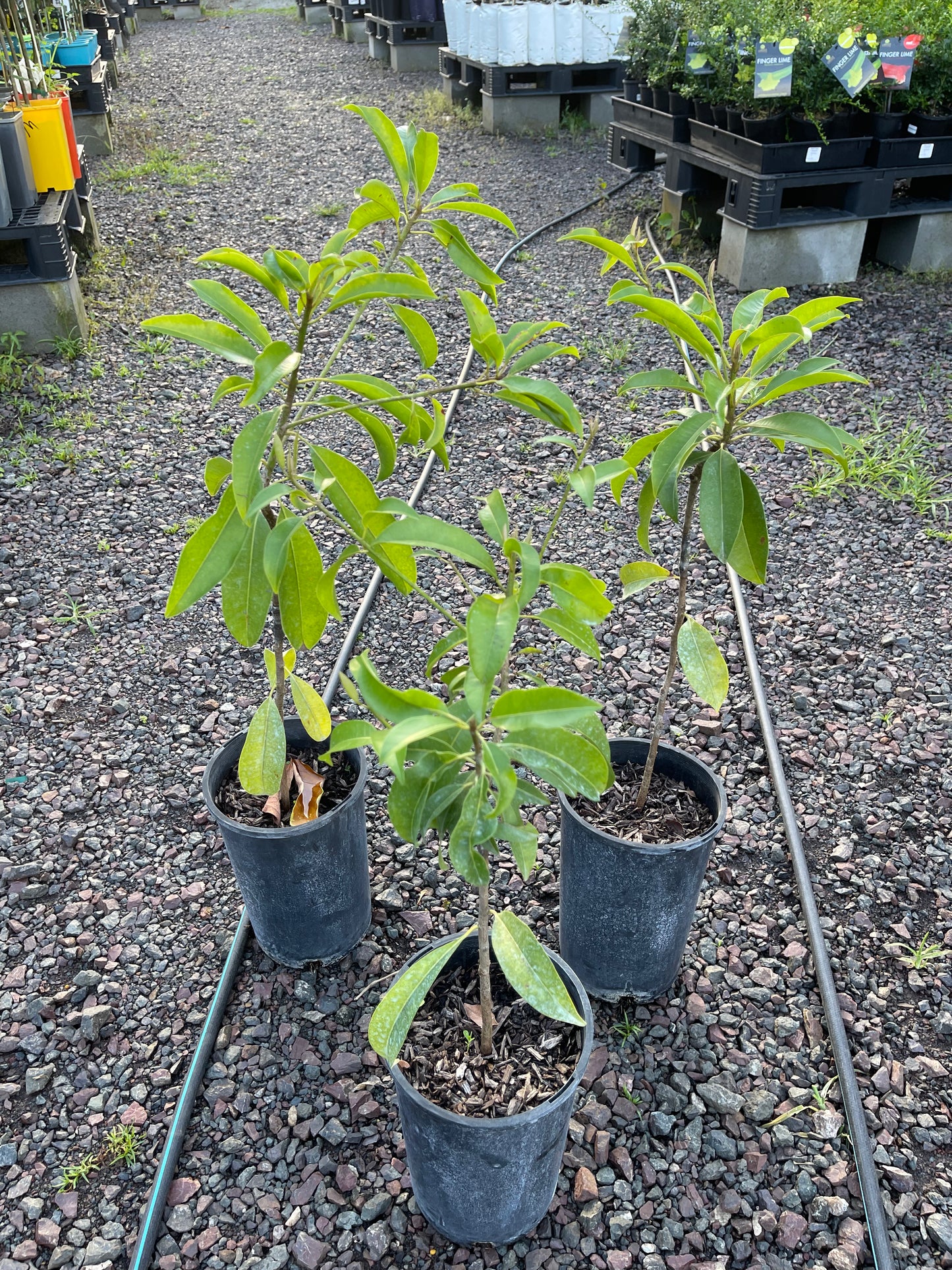Sapodilla Grafted - Ponderosa