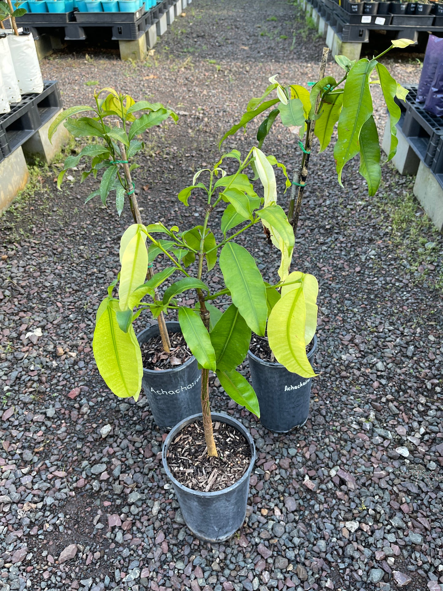 Achachairu - Grafted