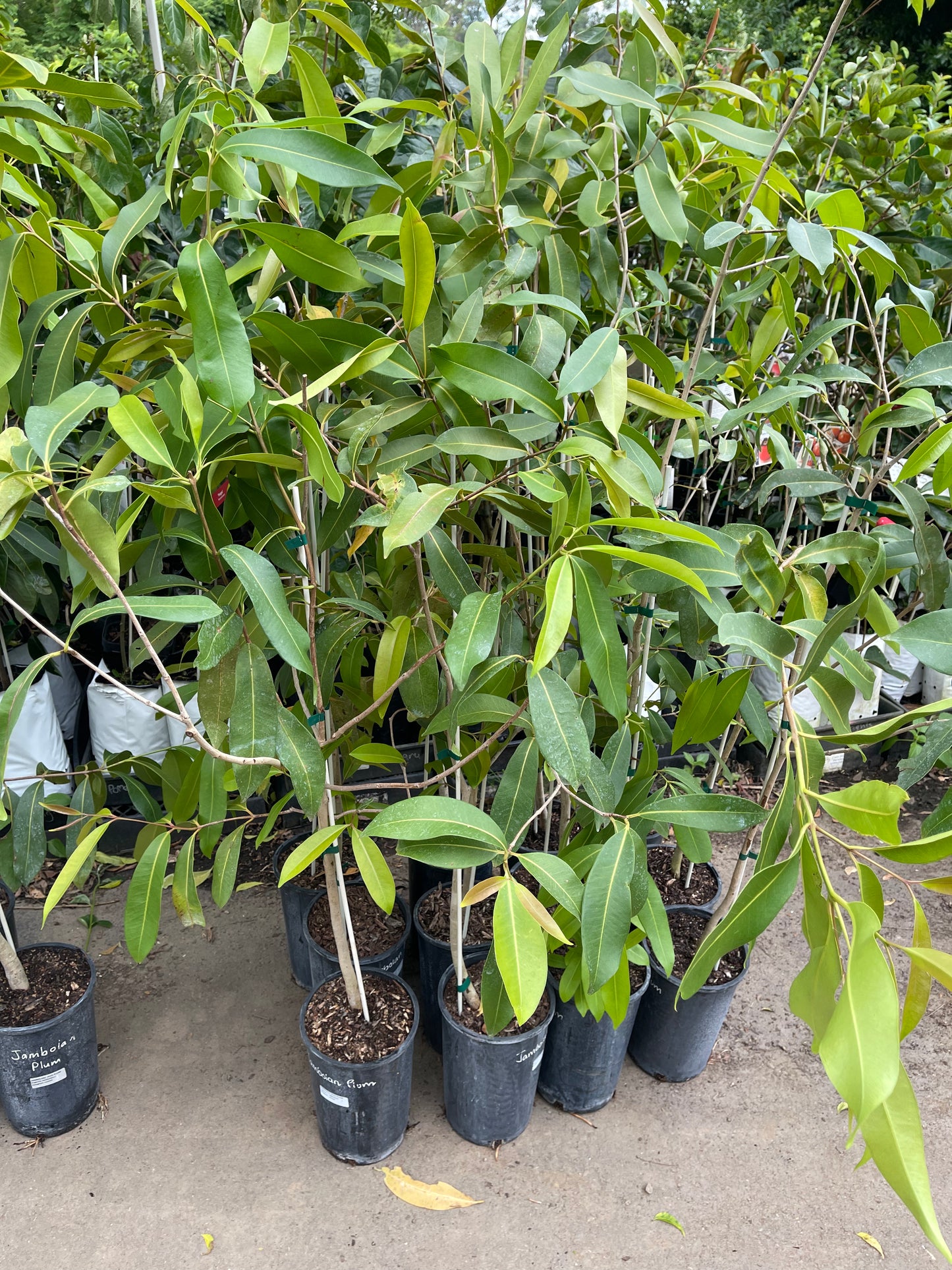 Jambolan Plum - Advanced