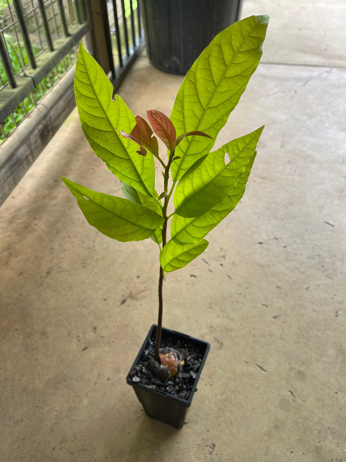 Avocado Reed (A Type) Seedling 90mm