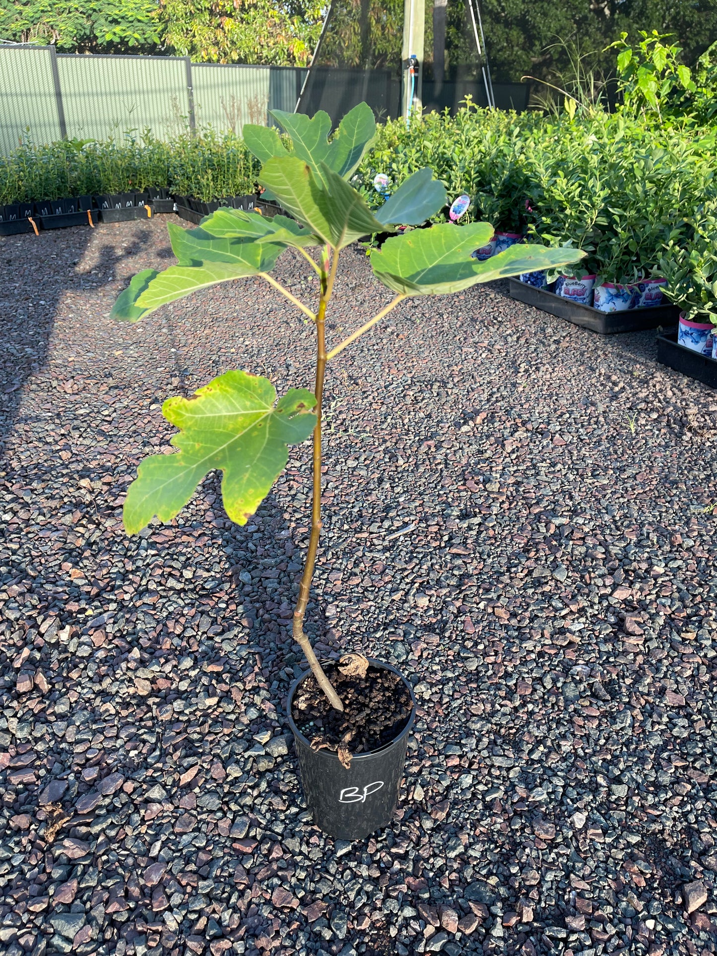 Fig - Picone Black
