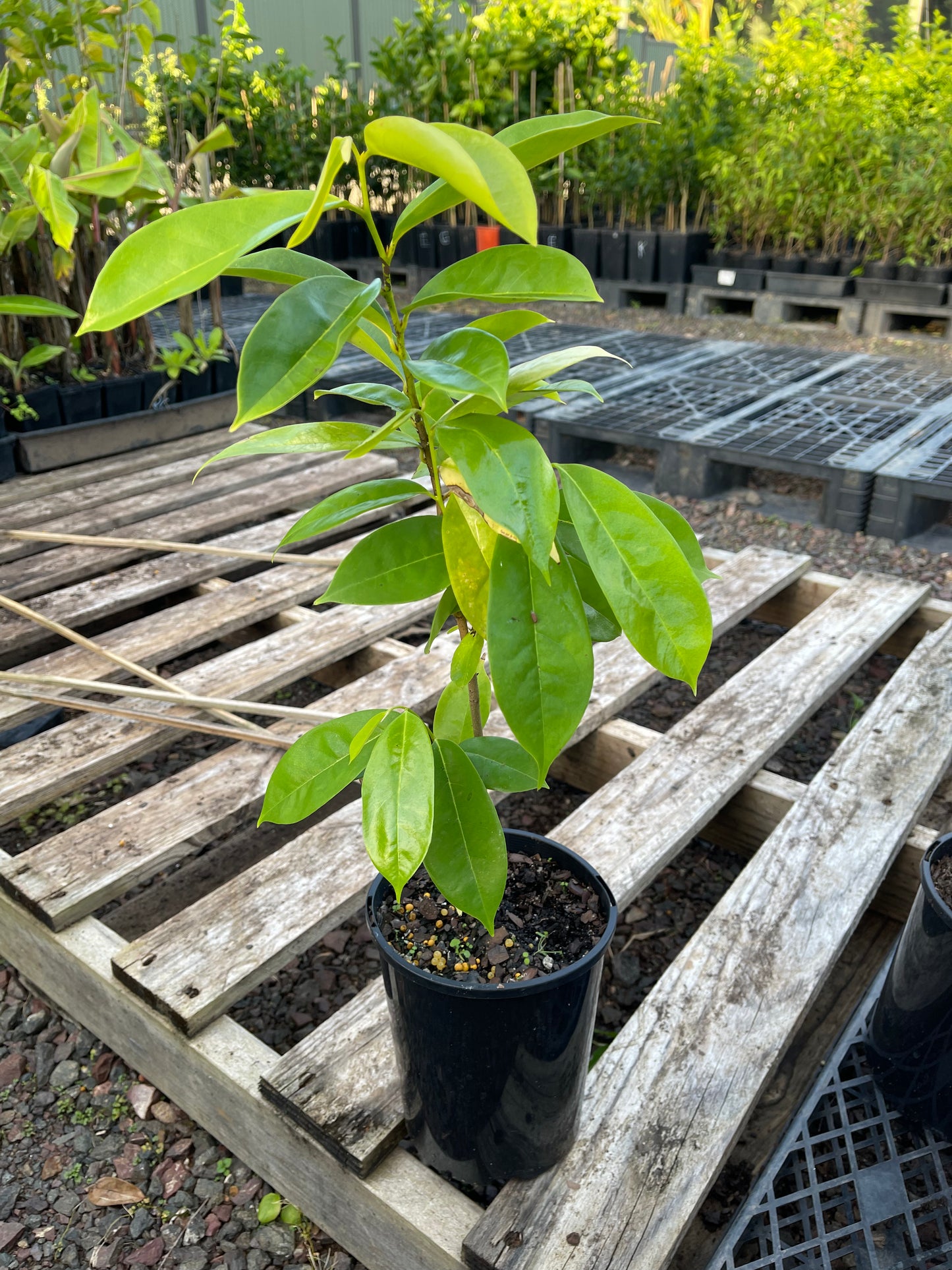 Soursop Golden - 140mm