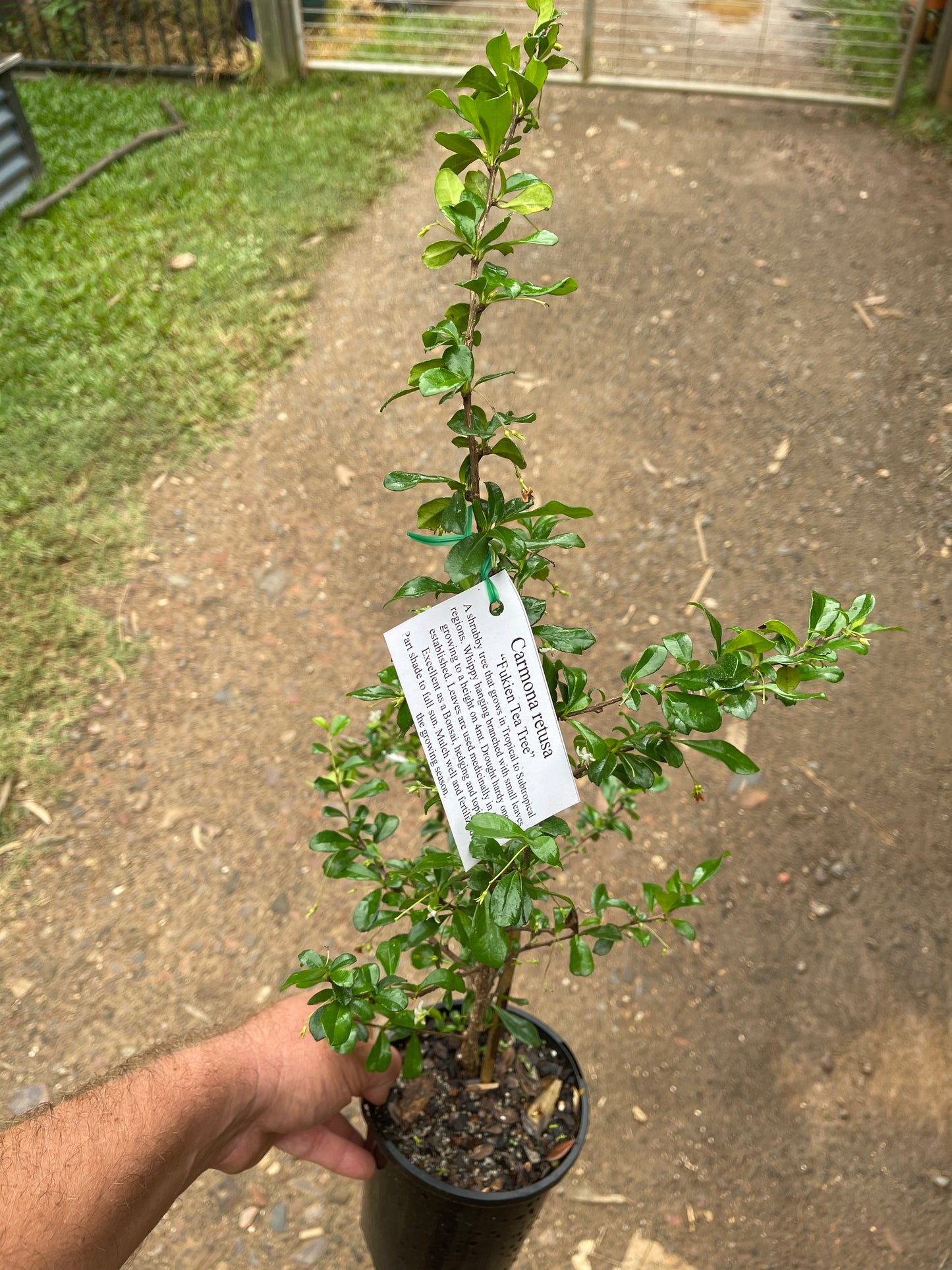 Fukien Tea Plant - Carmona Retusa