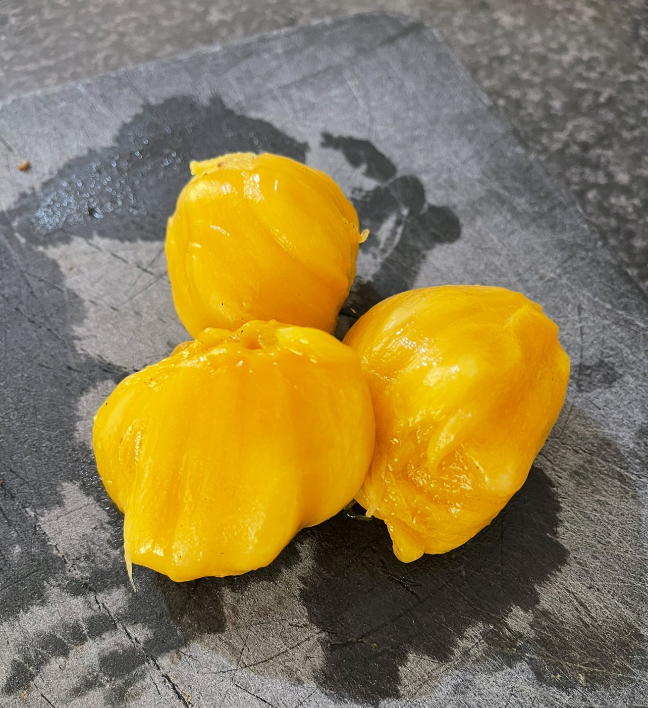 Chempejack - Dawn Seedling