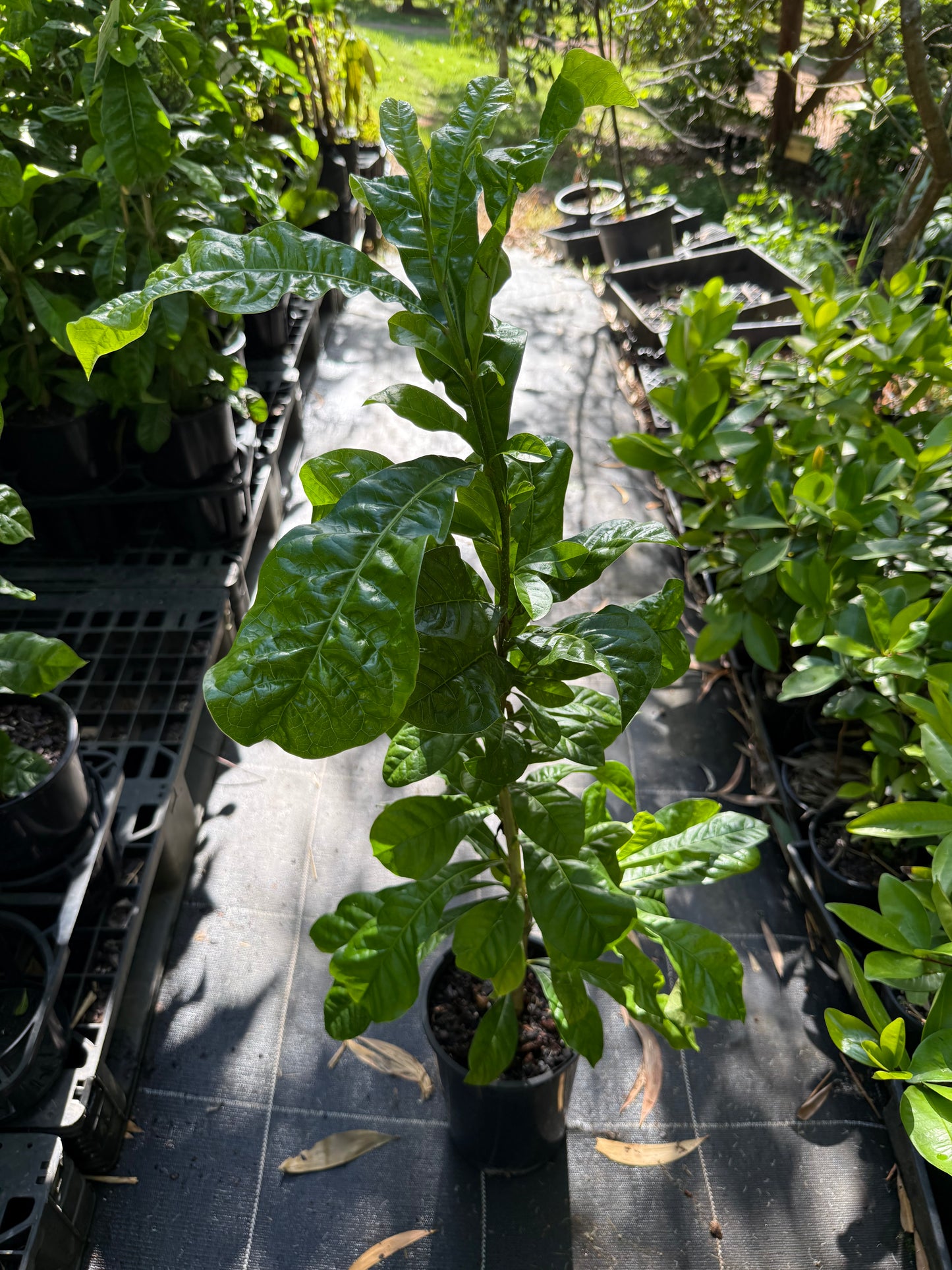 Calabash Tree - Crescentia alata