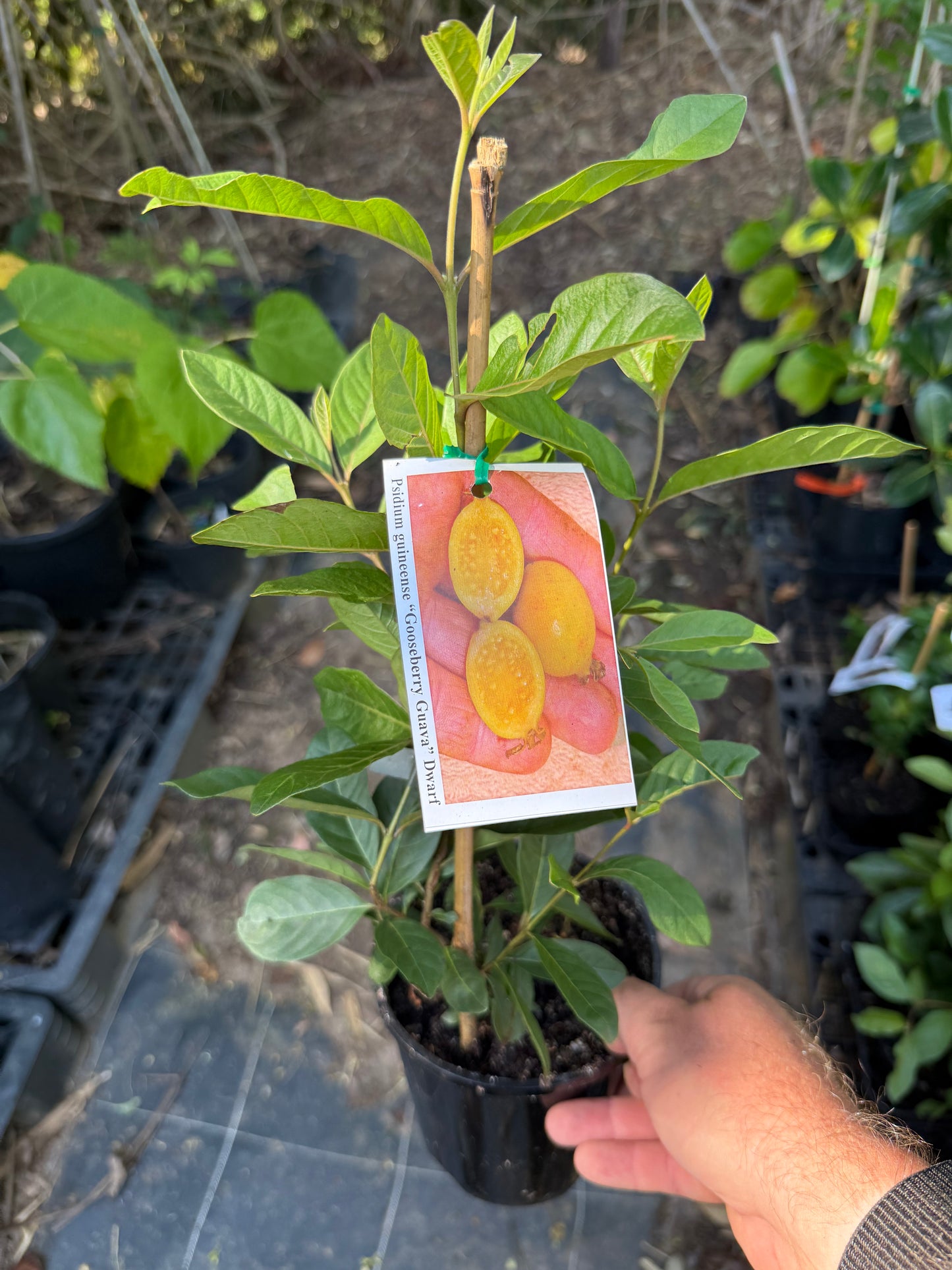 Gooseberry Guava Psidium quineense