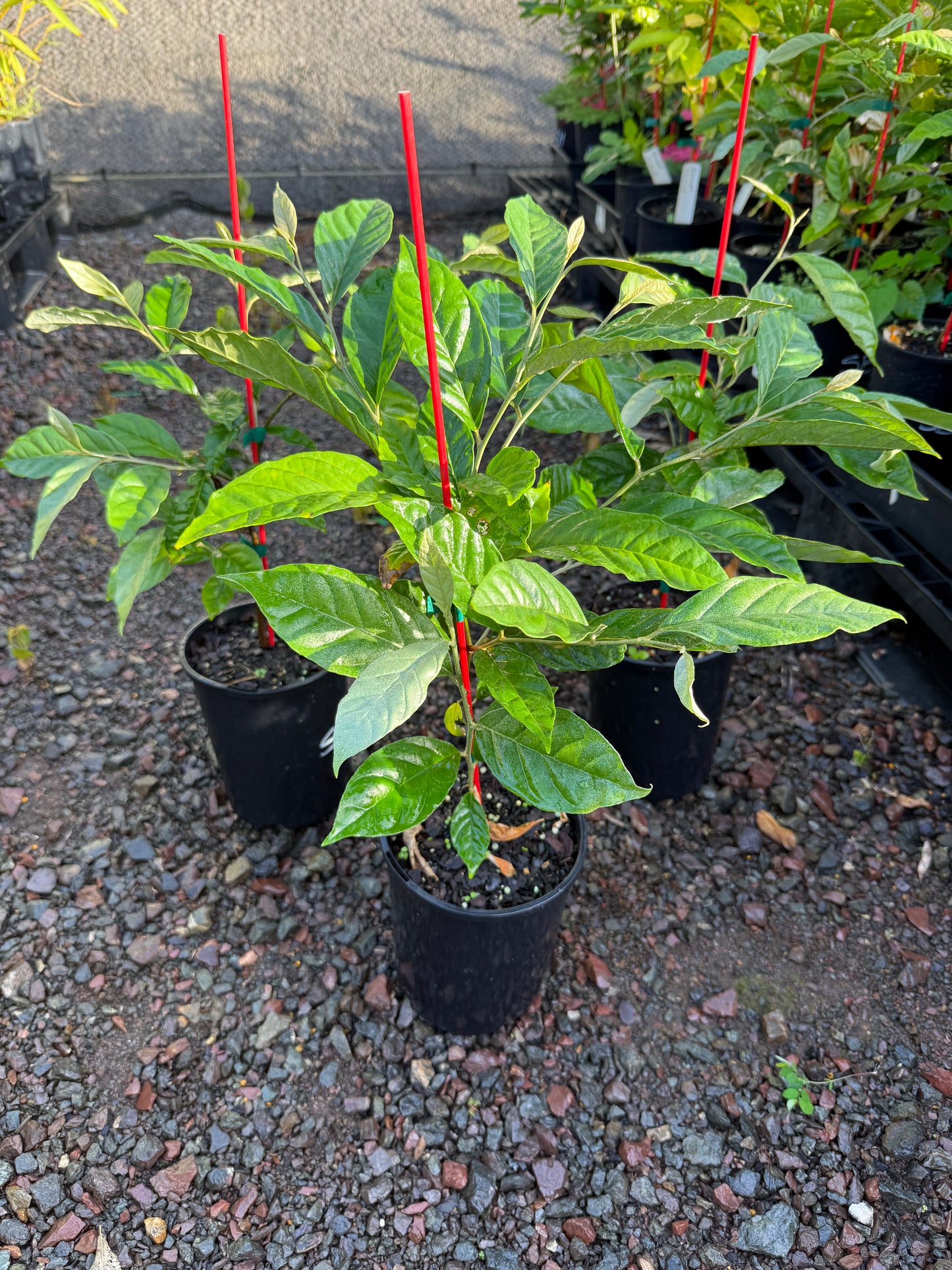 Elaeagnus latifolia - Soh Shang or Indian Olive