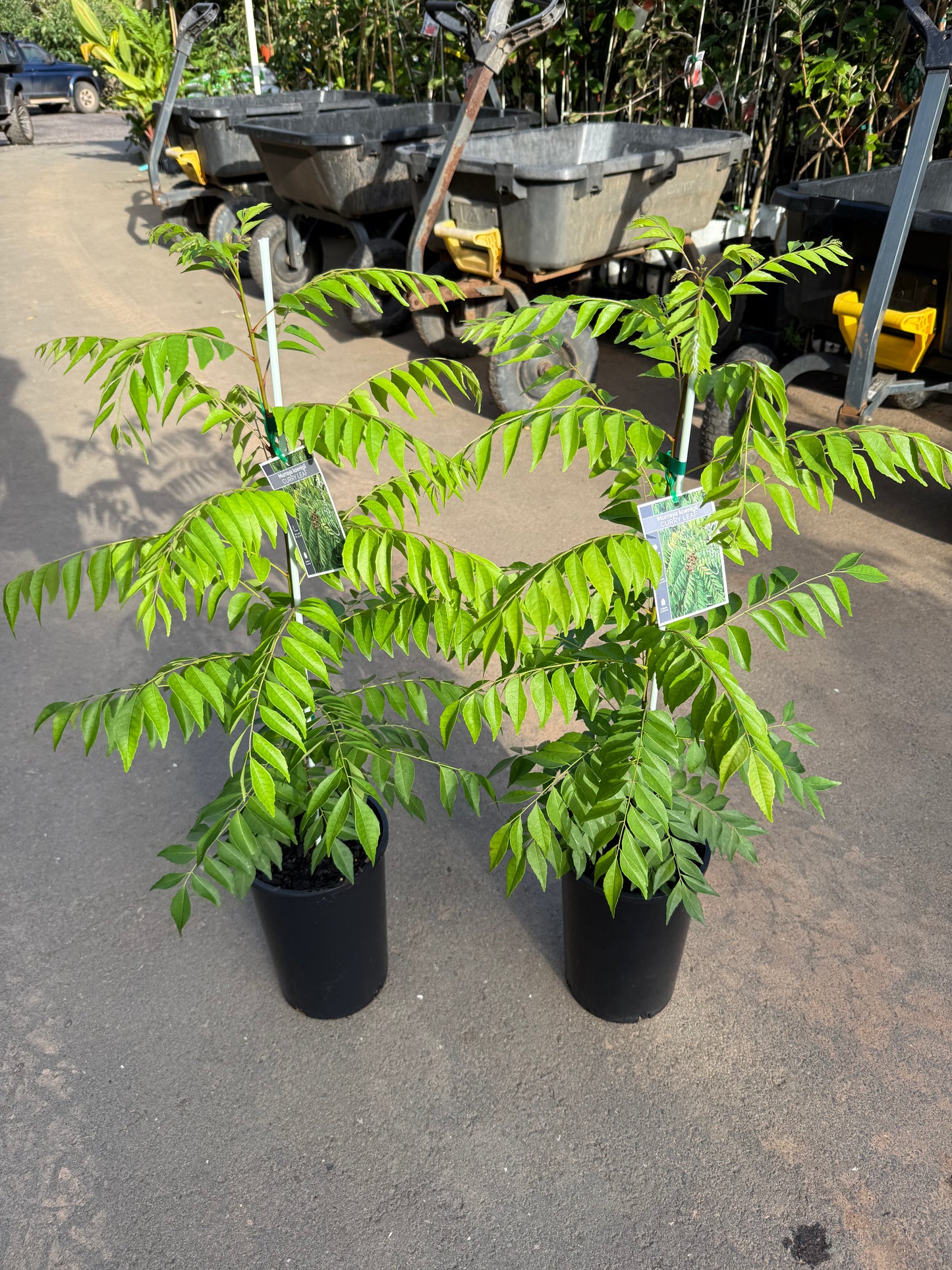 Curry Tree 4l