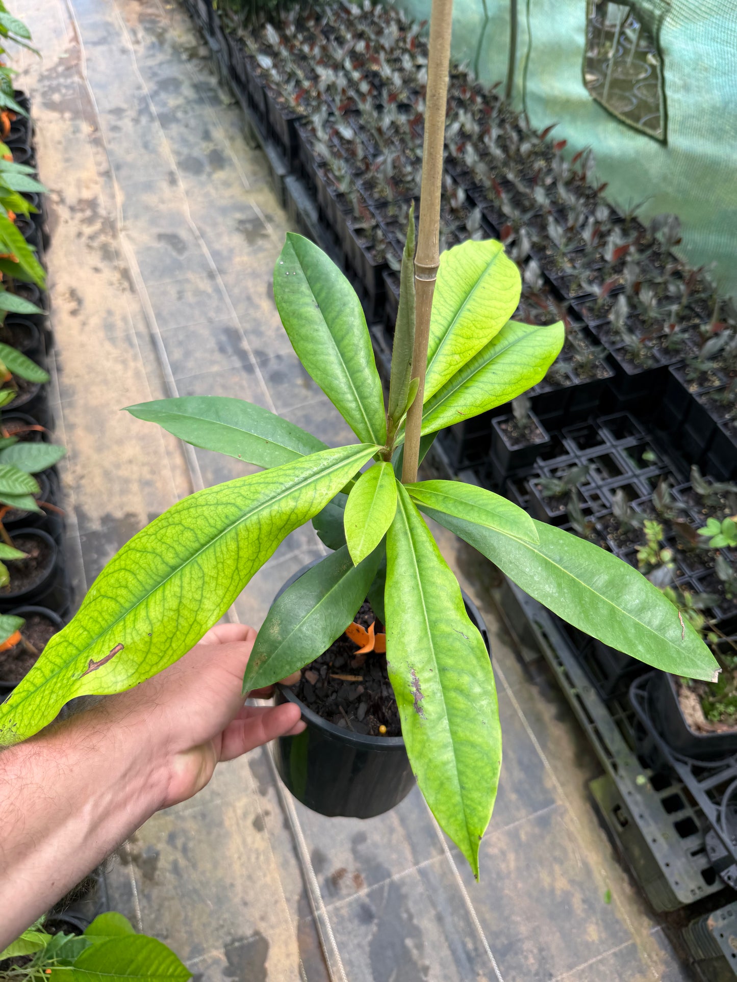 Velvet Apple Diospyros blancoi - Mabolo