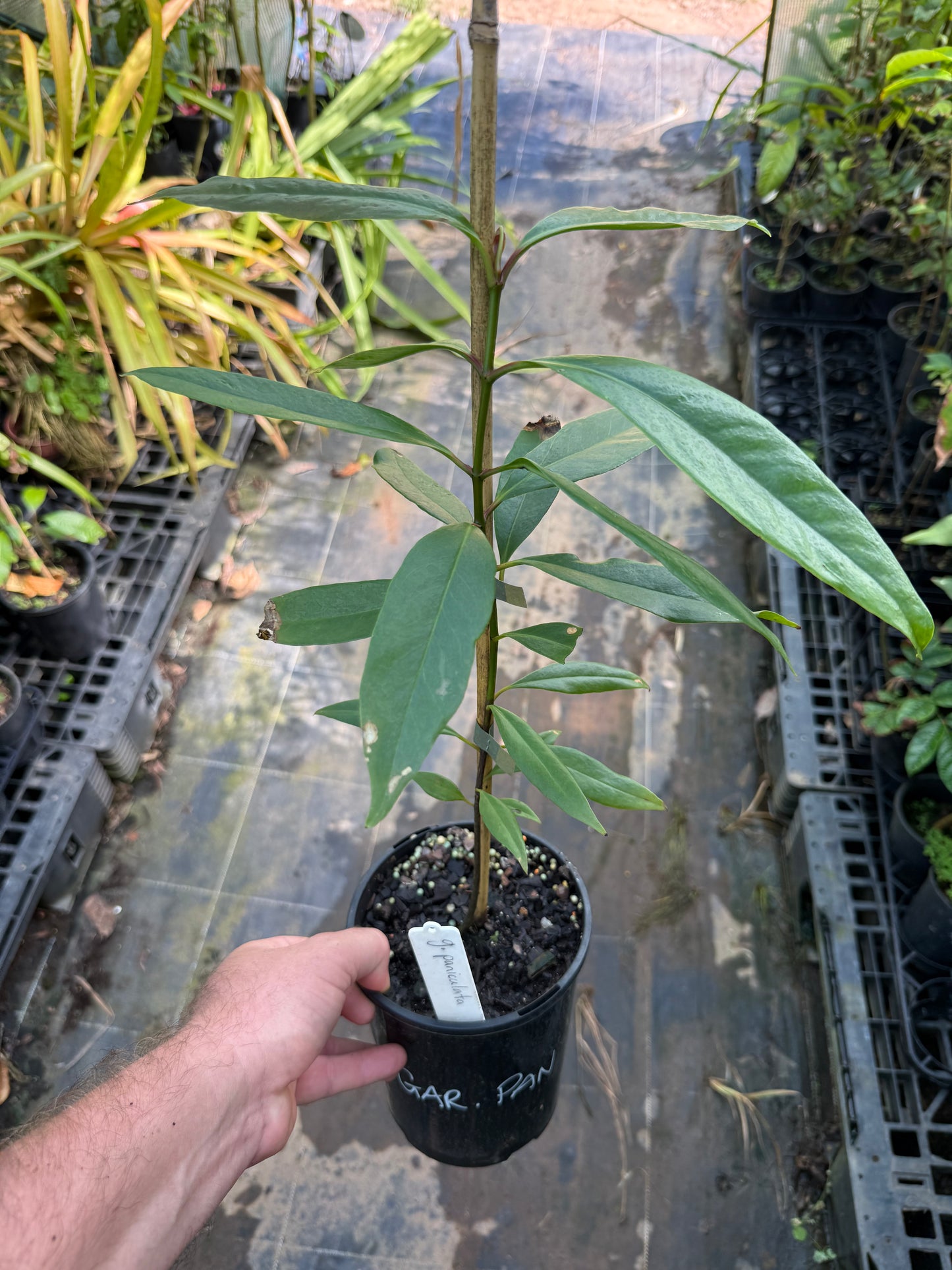 Garcinia Paniculata