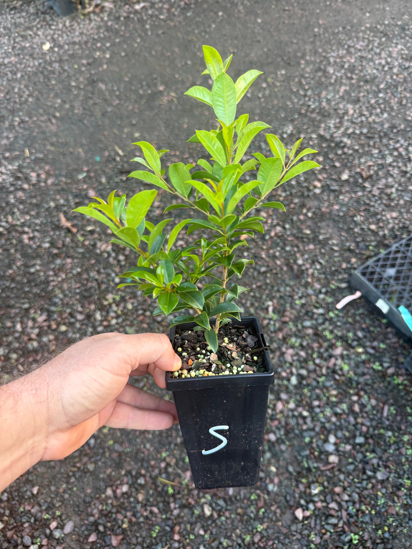 Select Lilly Pilly - Syzygium australe 90mm