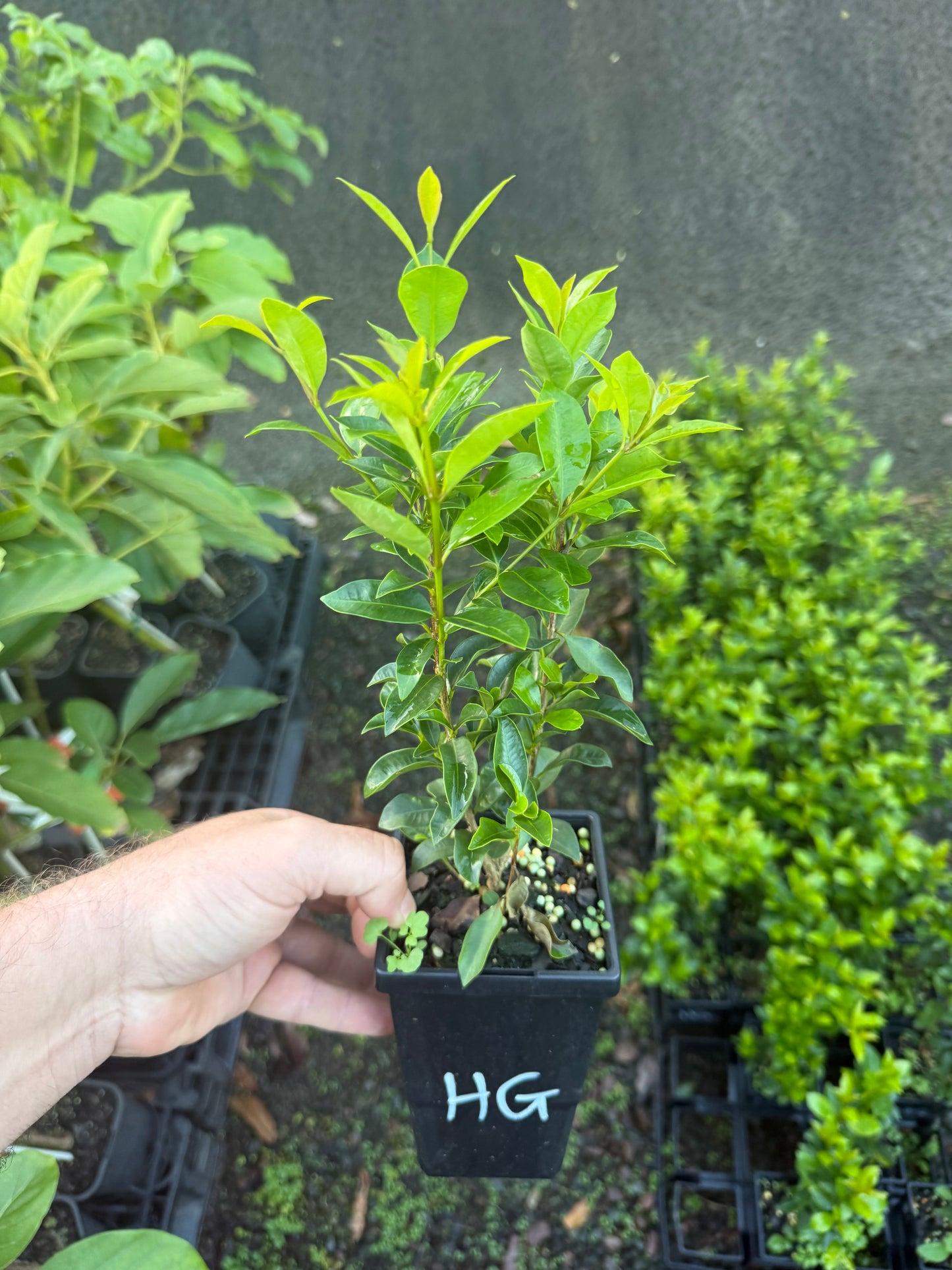 Hinterland Gold Lilly Pilly - Syzygium australe 90mm