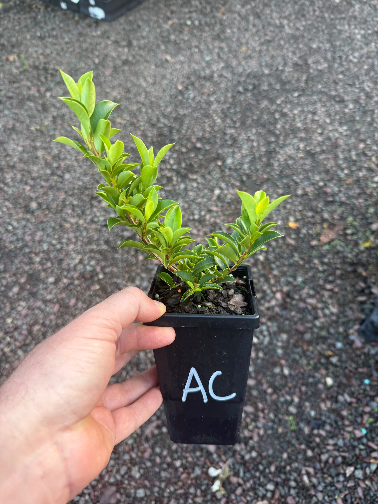 Aussie Compact Lilly Pilly - Syzygium australe 90mm