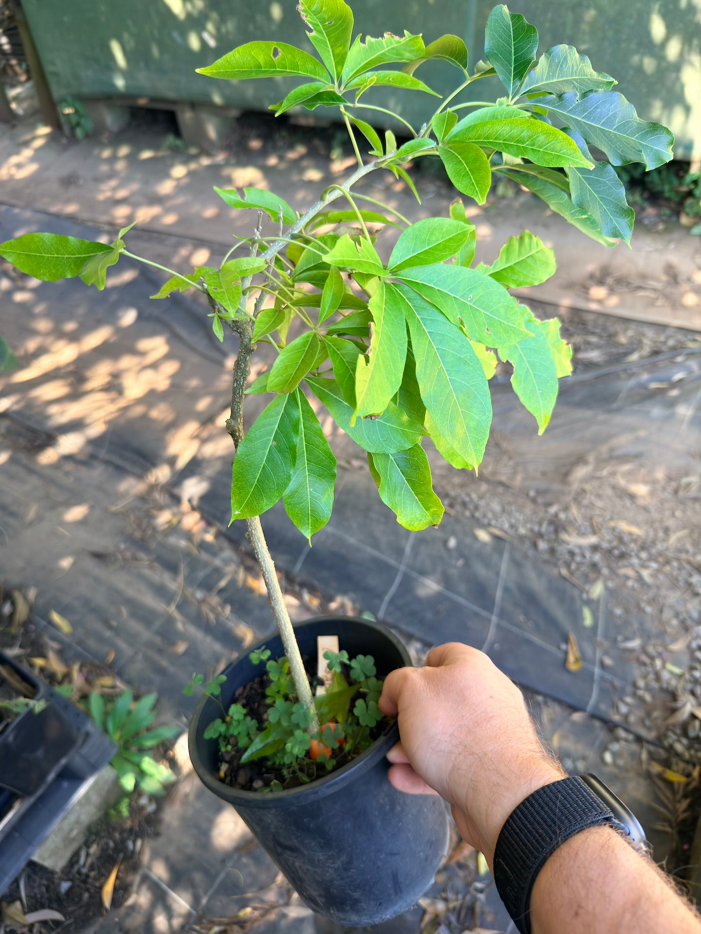 White Sapote - MYSTERY Grafted (Seconds)