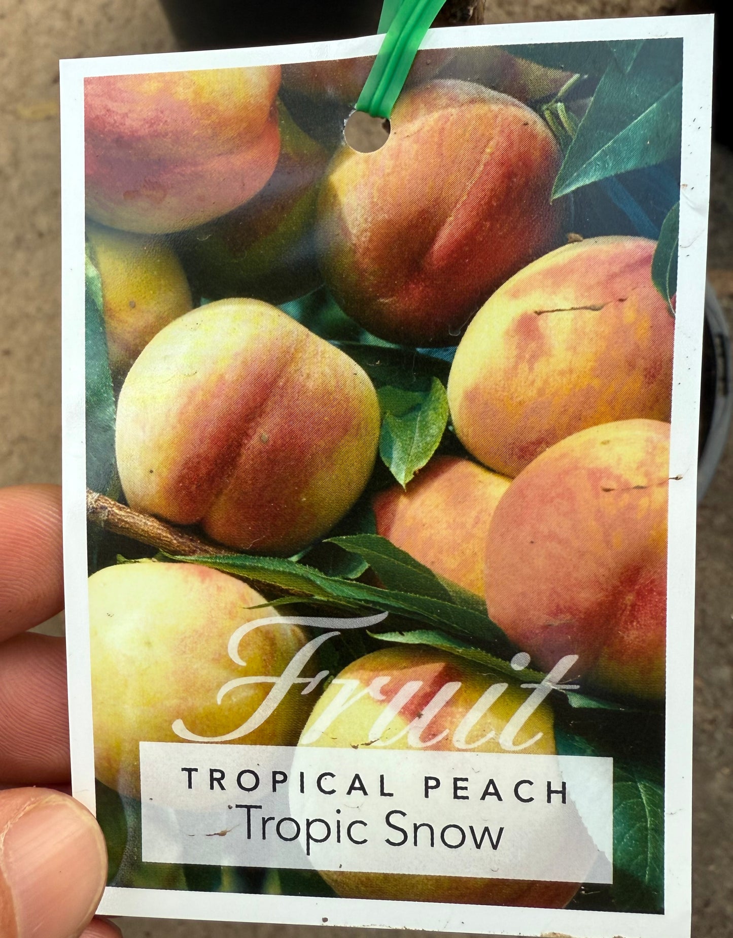 Peach - Tropical Snow