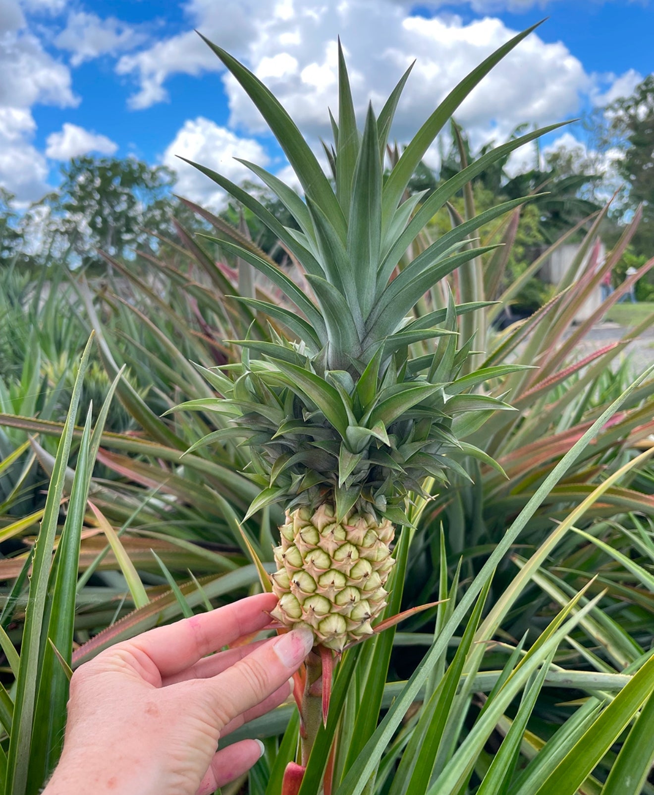 where can i buy a pineapple plant Buy Pineapple Plant