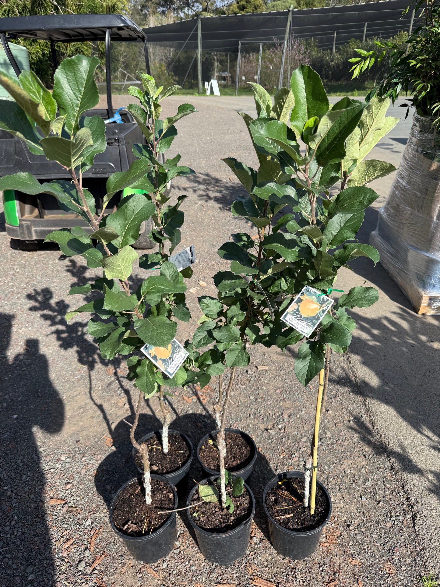 Apple - Golden Dorsett Dwarf Advanced 200mm