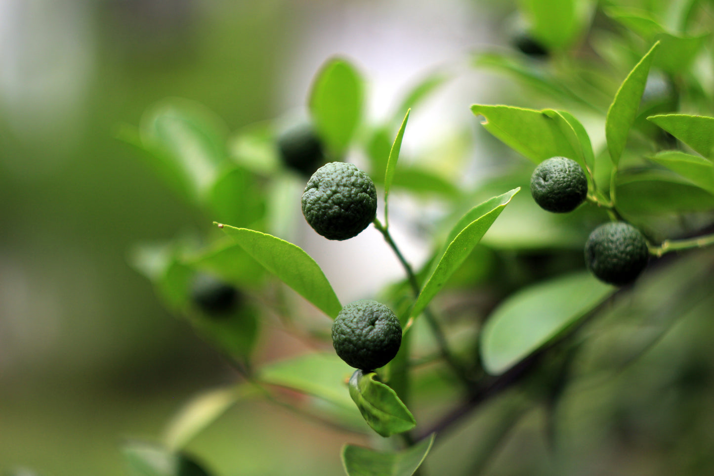 Indonesian Lime - Jeruk Limau