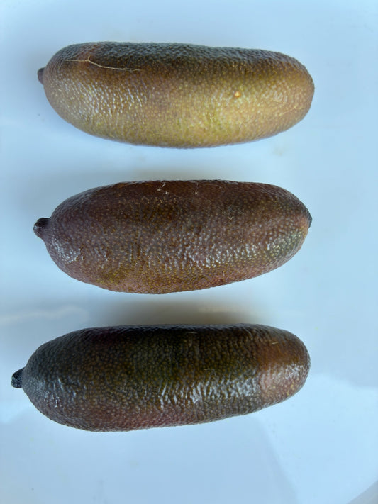 Finger lime - Judy's Everbearing - Grafted (Qld only)