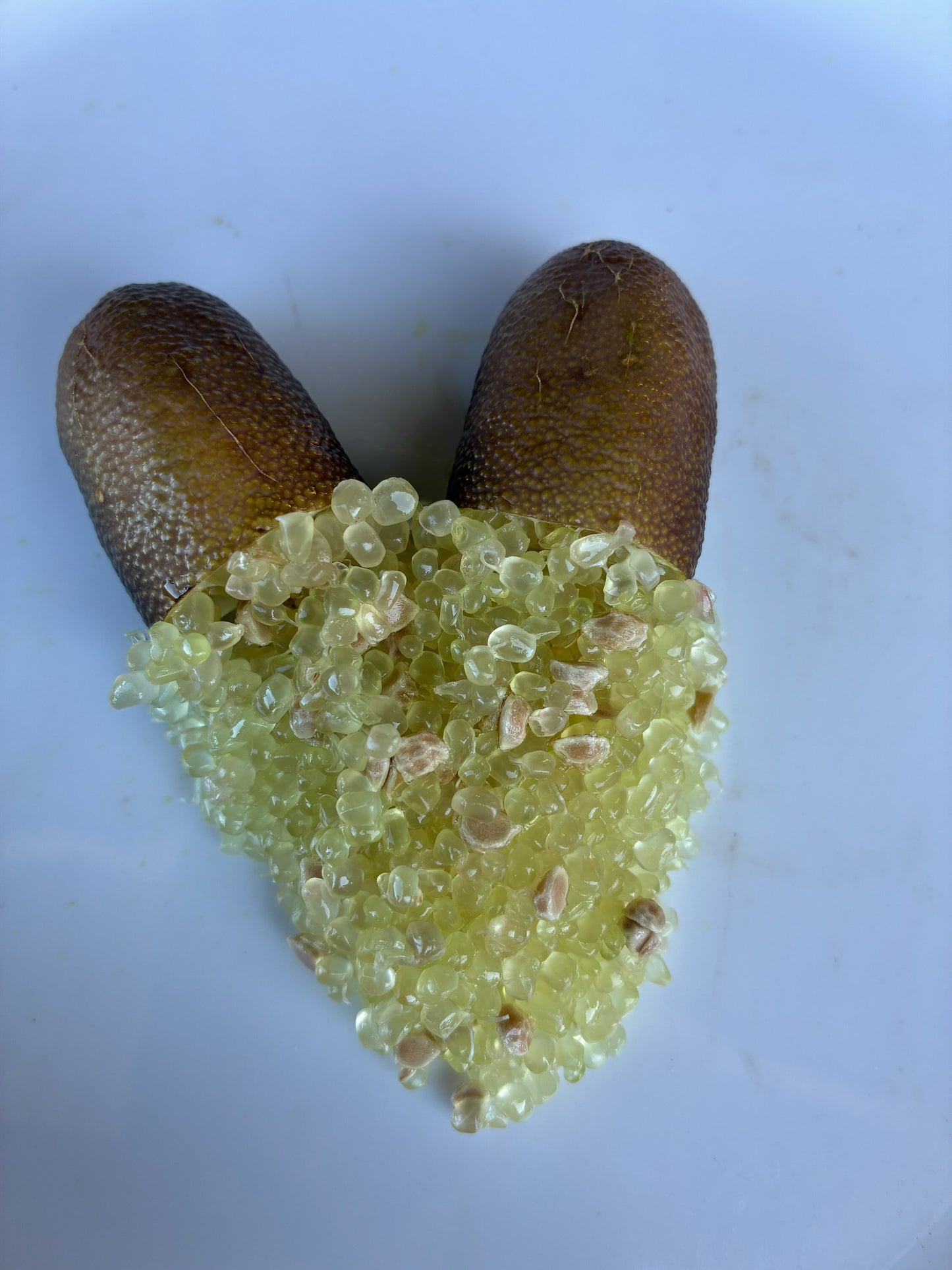 Finger lime - Judy's Everbearing - Grafted (Qld only)
