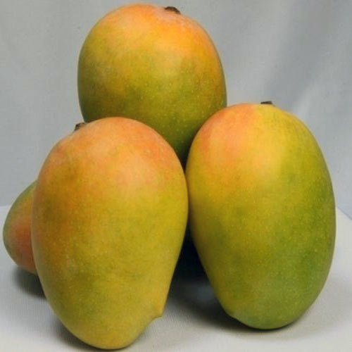Mango - Jumbo Kesar