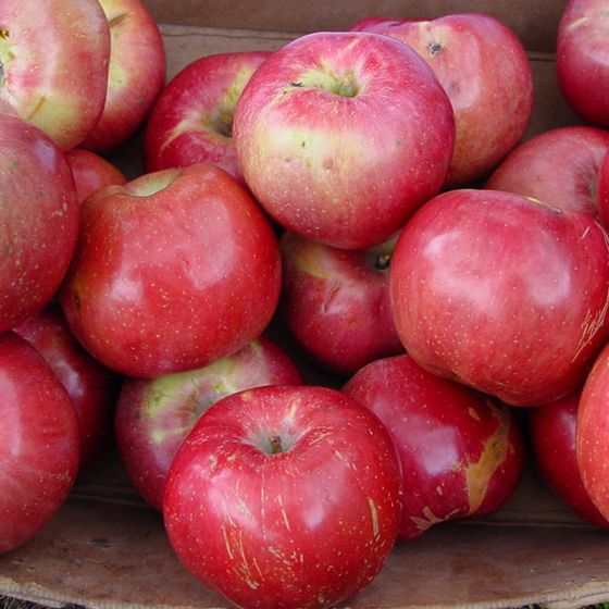 Northern Spy - Apple Rootstock