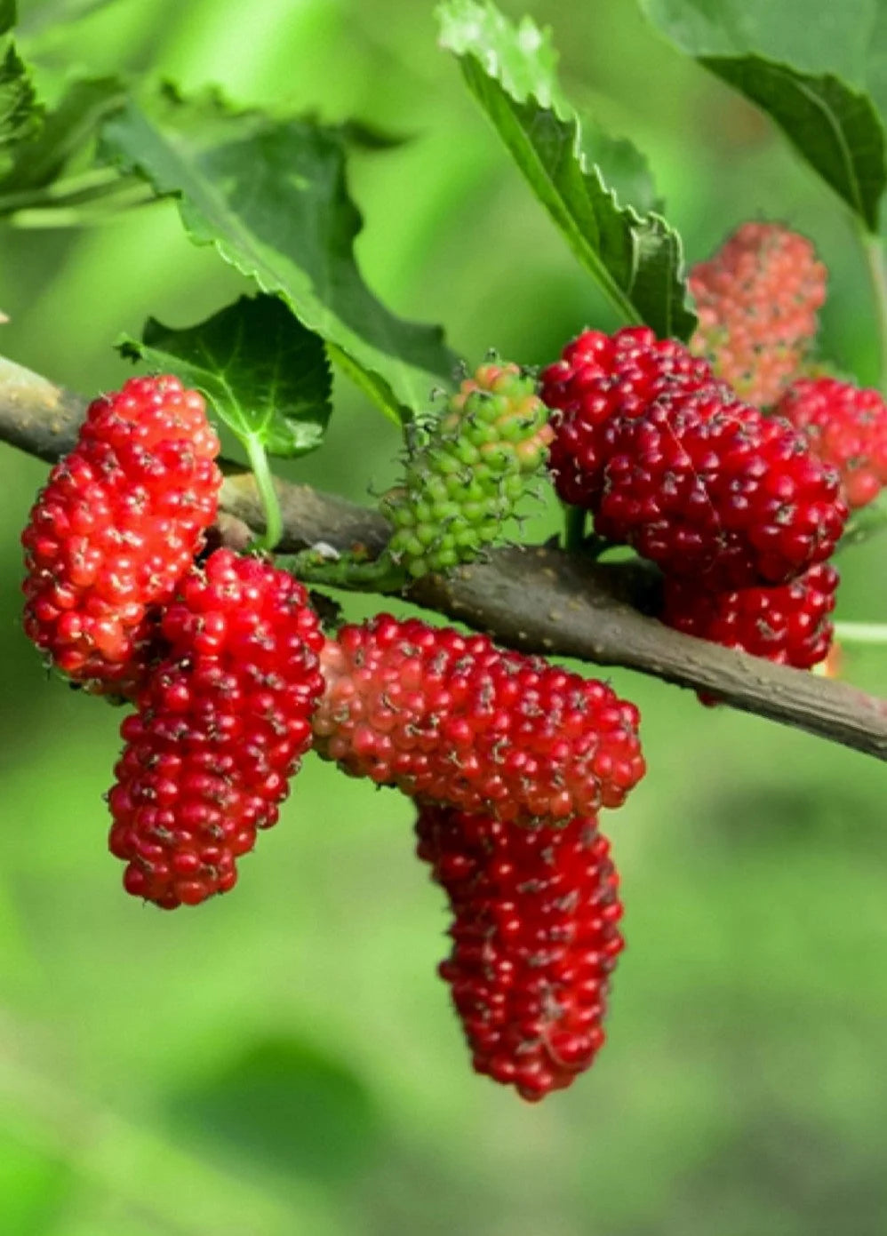 Mulberry - Pink 5L