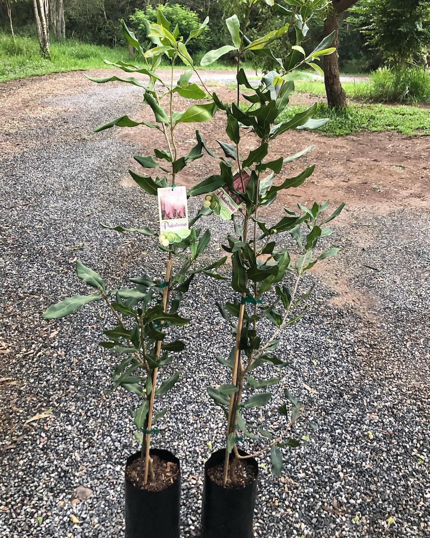 Macadamia - Pinkalicious 6l