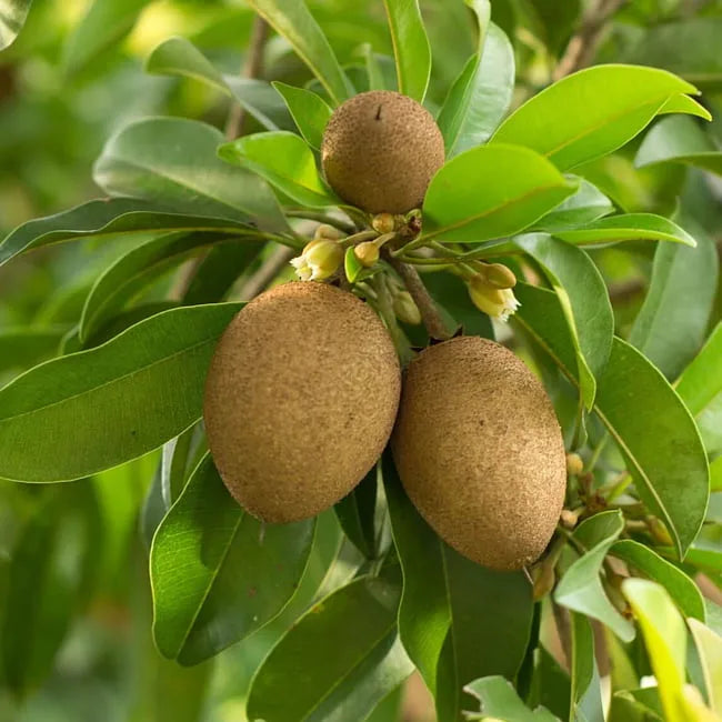 Sapodilla Grafted - Ponderosa