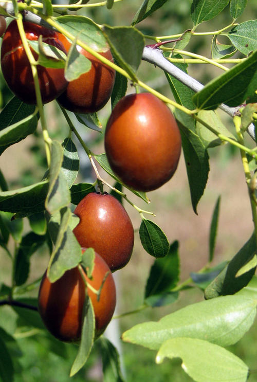 Jujube - Redlands