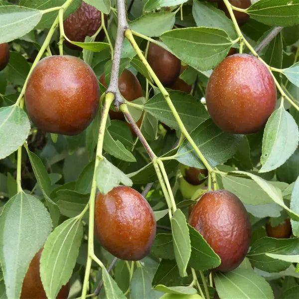 Buy Sugar Cane Jujube Tree In Australia Ross Creek Tropicals buy-sugar-cane-jujube-tree-in-australia-ross-creek-tropicals