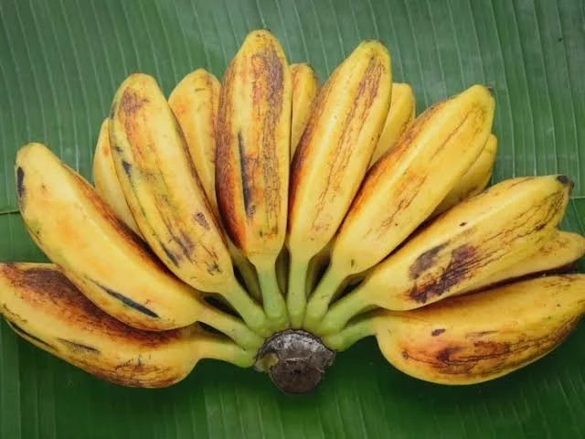 Plantain / Banana - Saba (QLD ONLY) 90mm