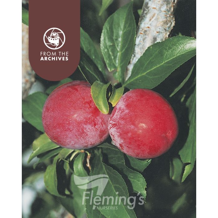 Plum Santa Rosa