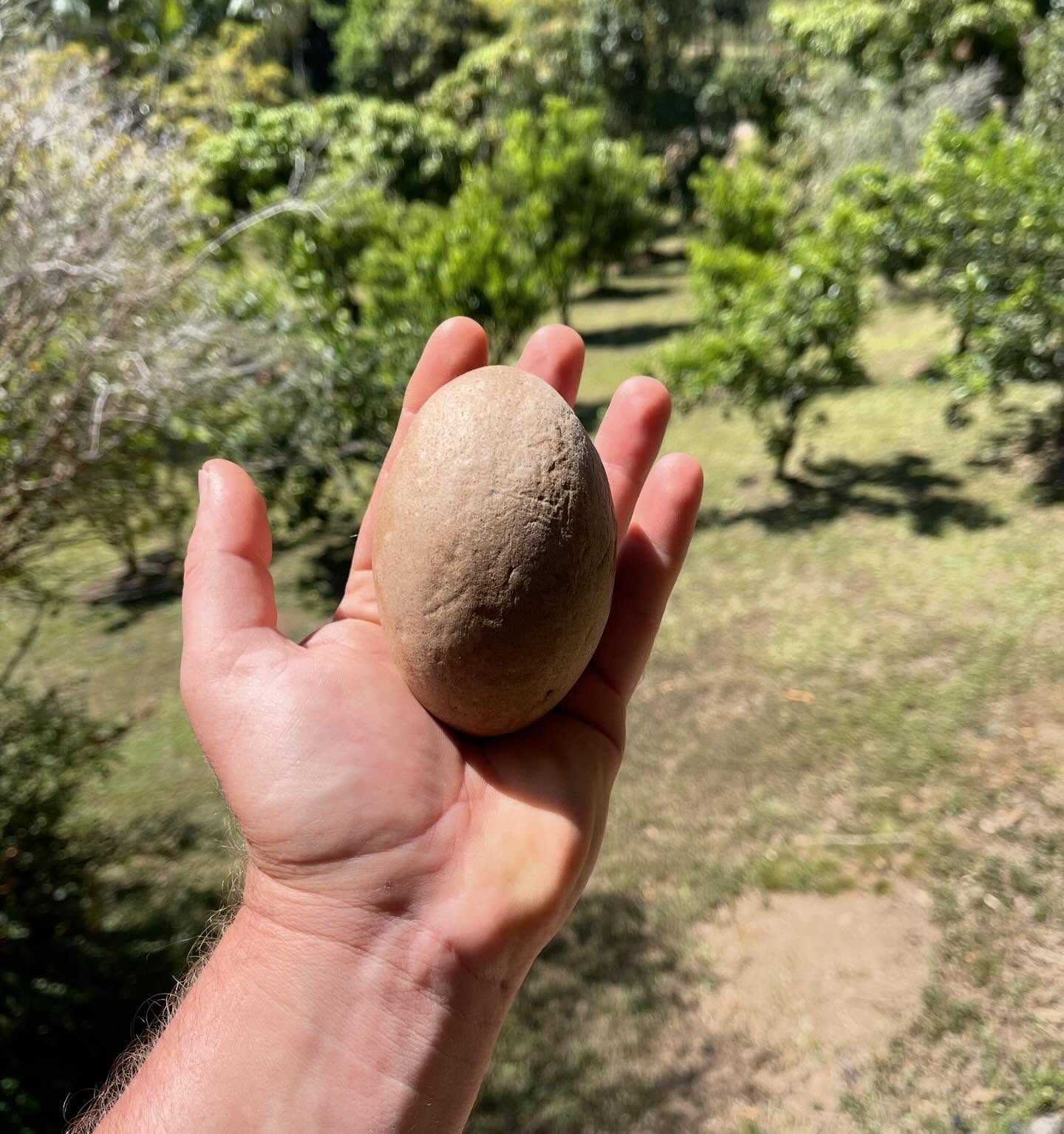 Sapodilla Grafted - Sawo Manilla