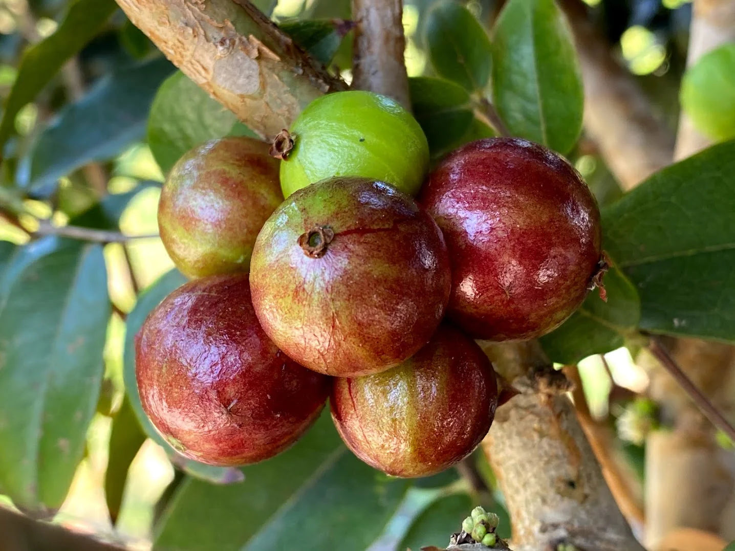 Dwarf Jaboticaba - Scarlet 5L