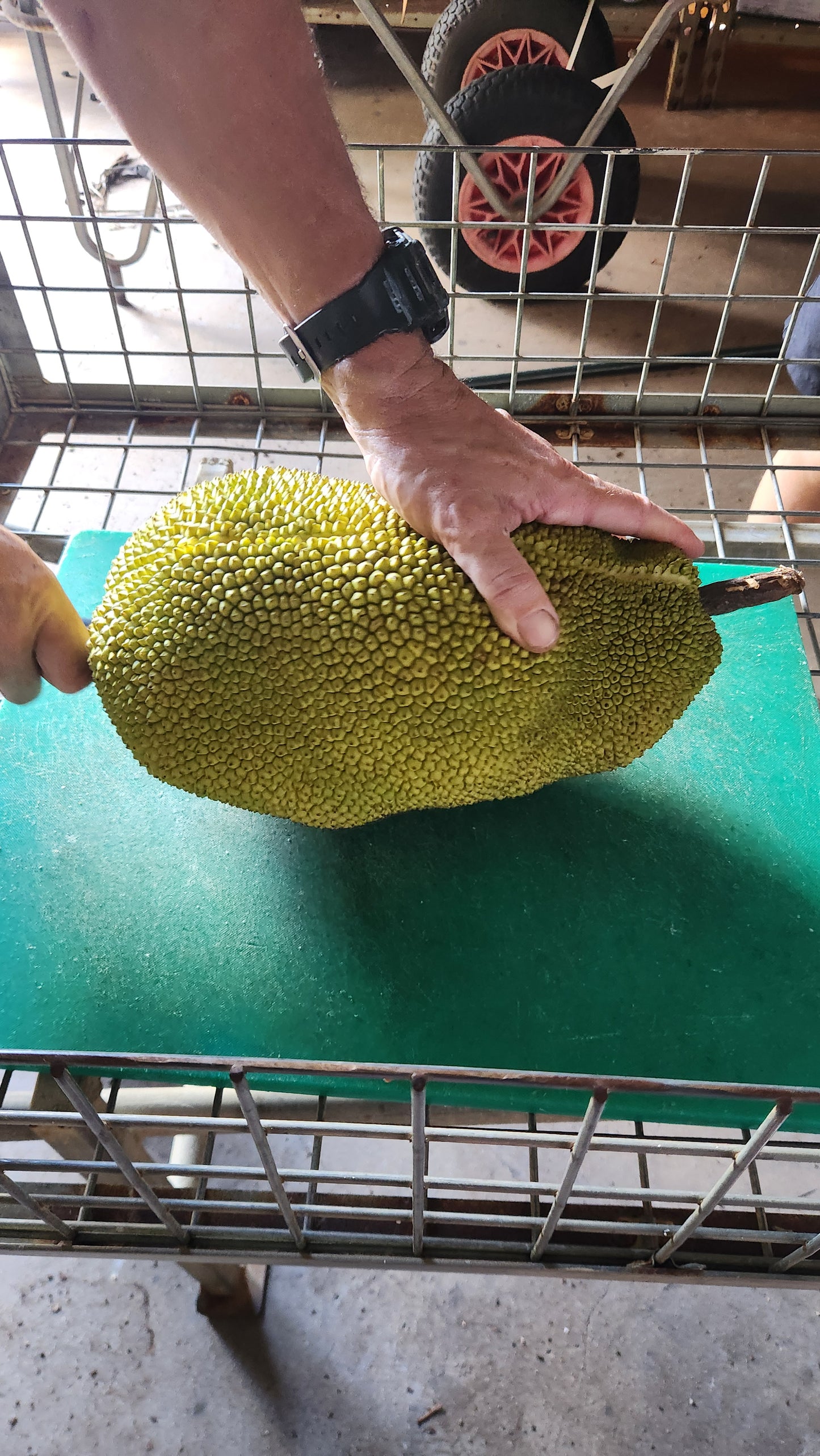 Jackfruit Grafted - Yellow Crunch