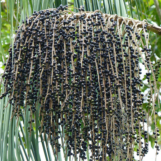 Acai Palm