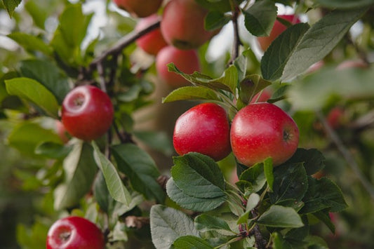 Dwarf Apple - Bite Size