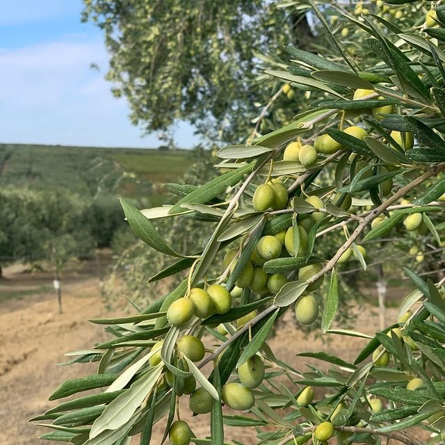Olive - Coratina 90mm