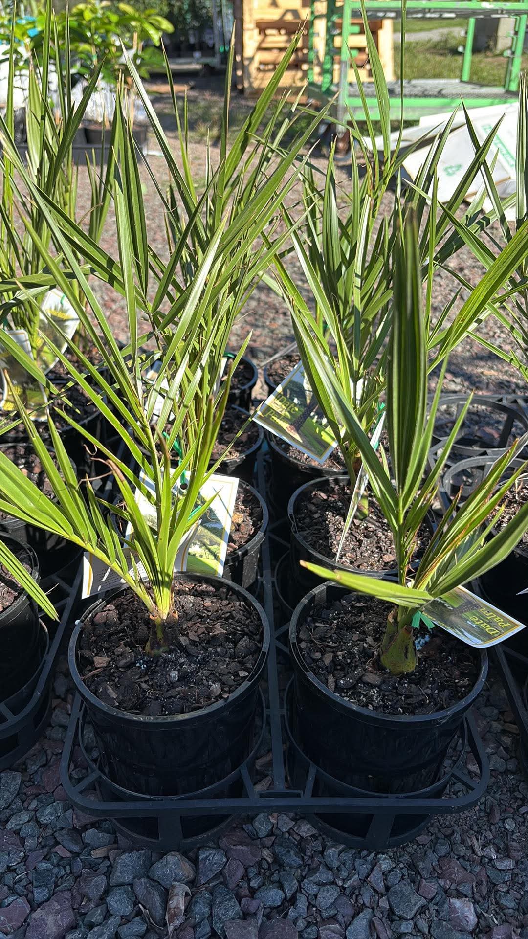 Date Palm - Medjool