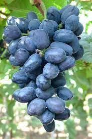 Grape Fantasy (QLD ONLY) (BARE ROOT)