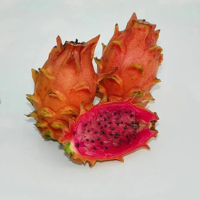 Dragon fruit - Orange Dwarf