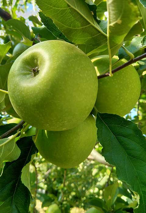 Granny Smith Seedling - Apple Rootstock