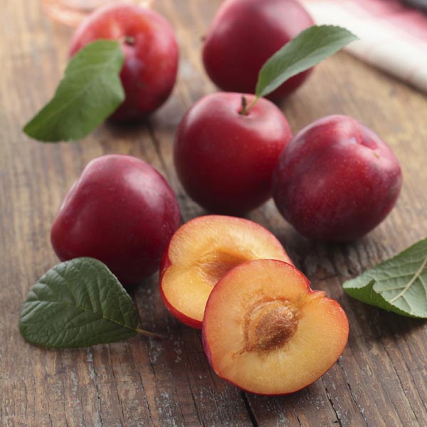 Plum Gulf Ruby