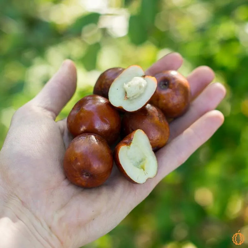 Jujube - Suiman