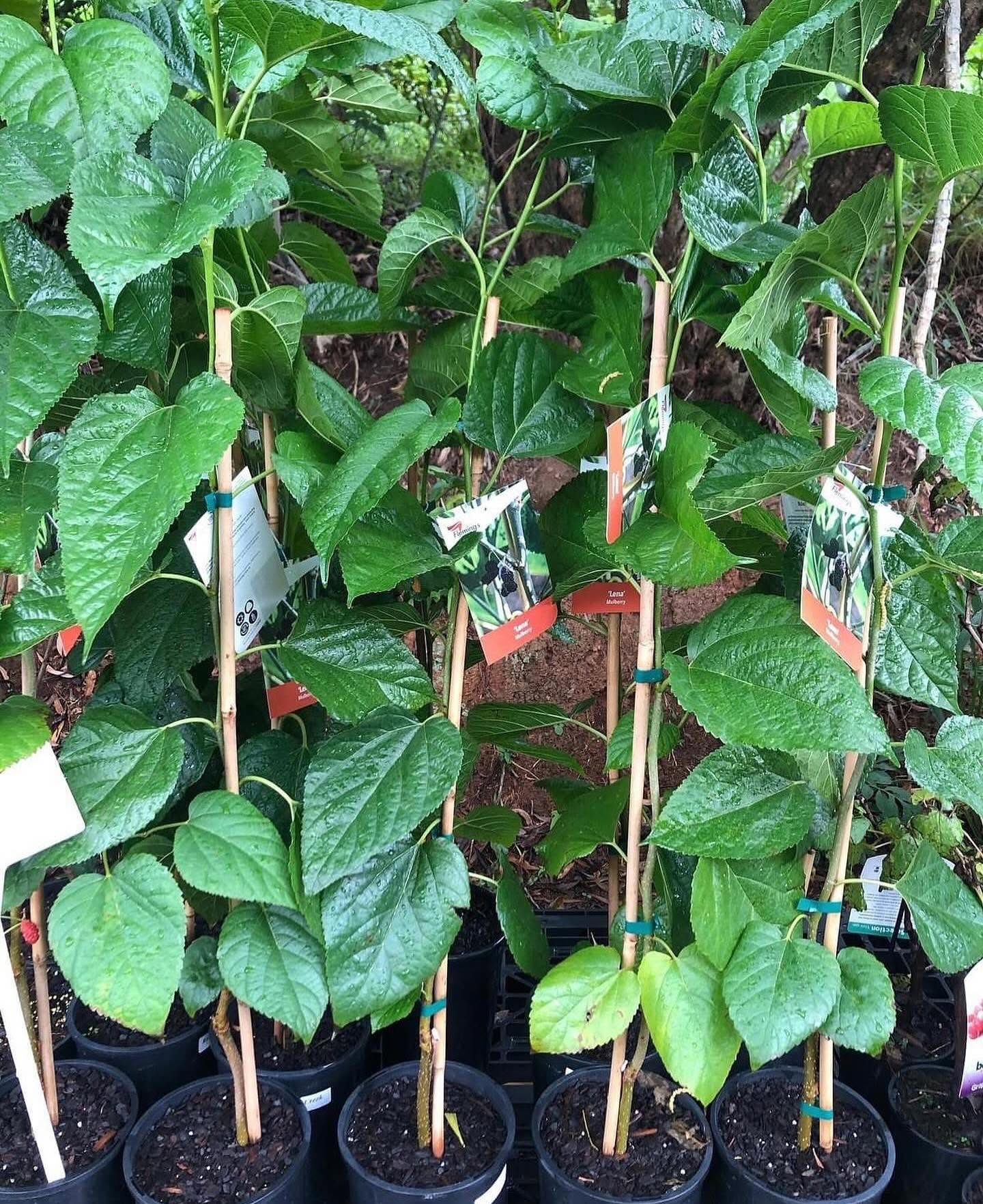 Mulberry Lena - 165mm 4l