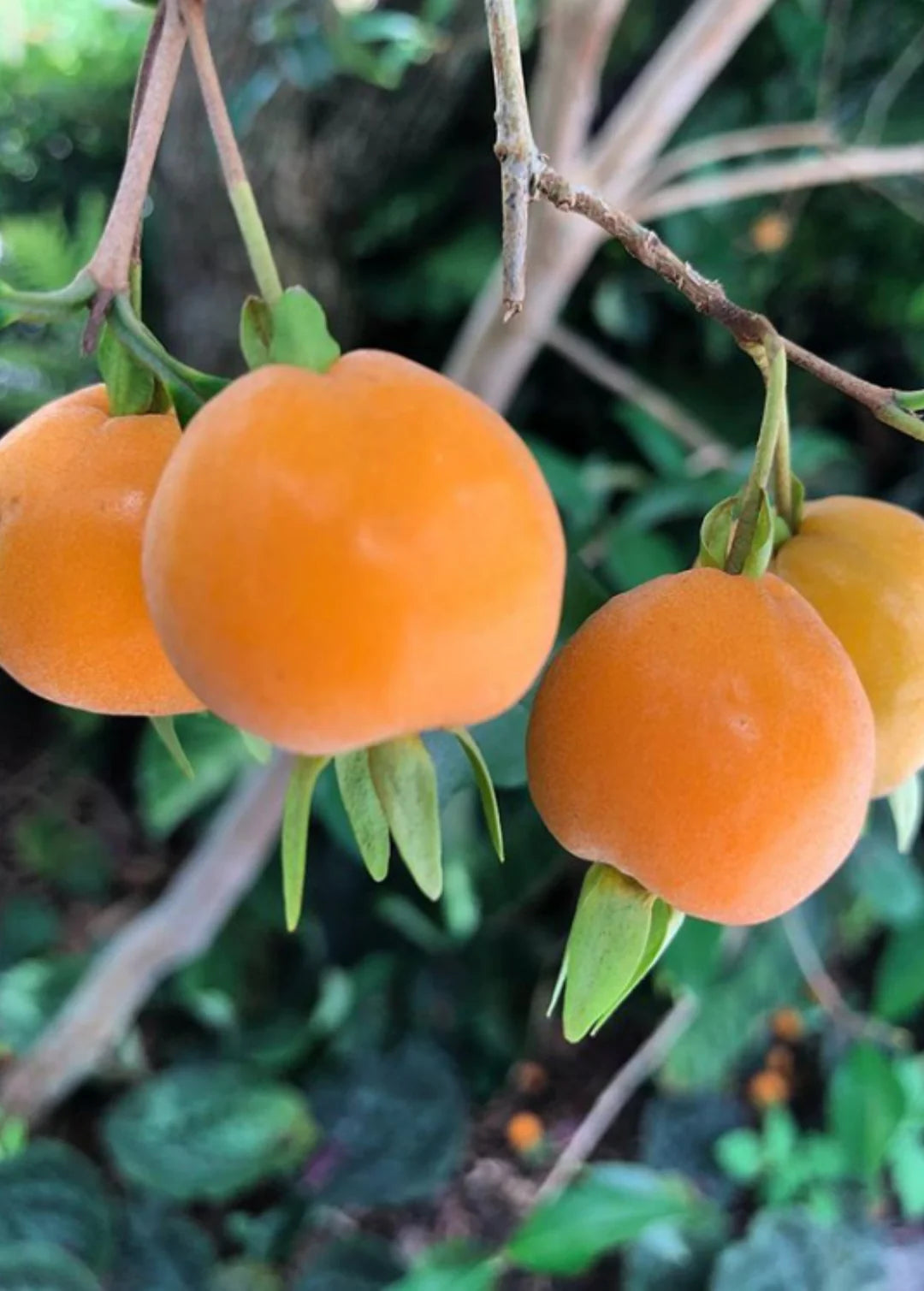 Pitomba - Yellow (Eugenia luschnathiana)