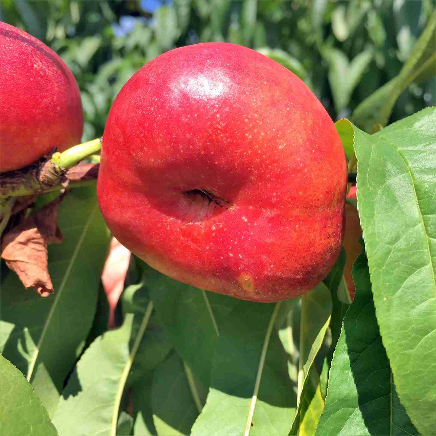 Dwarf Nectarine Flat- Tango's